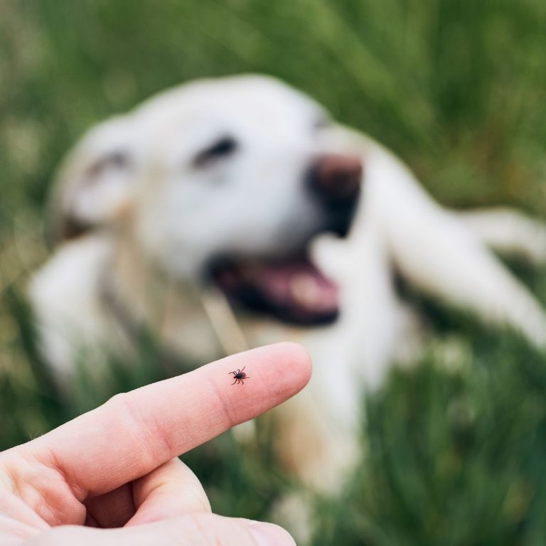 Revisa a tu mascota para detectar garrapatas