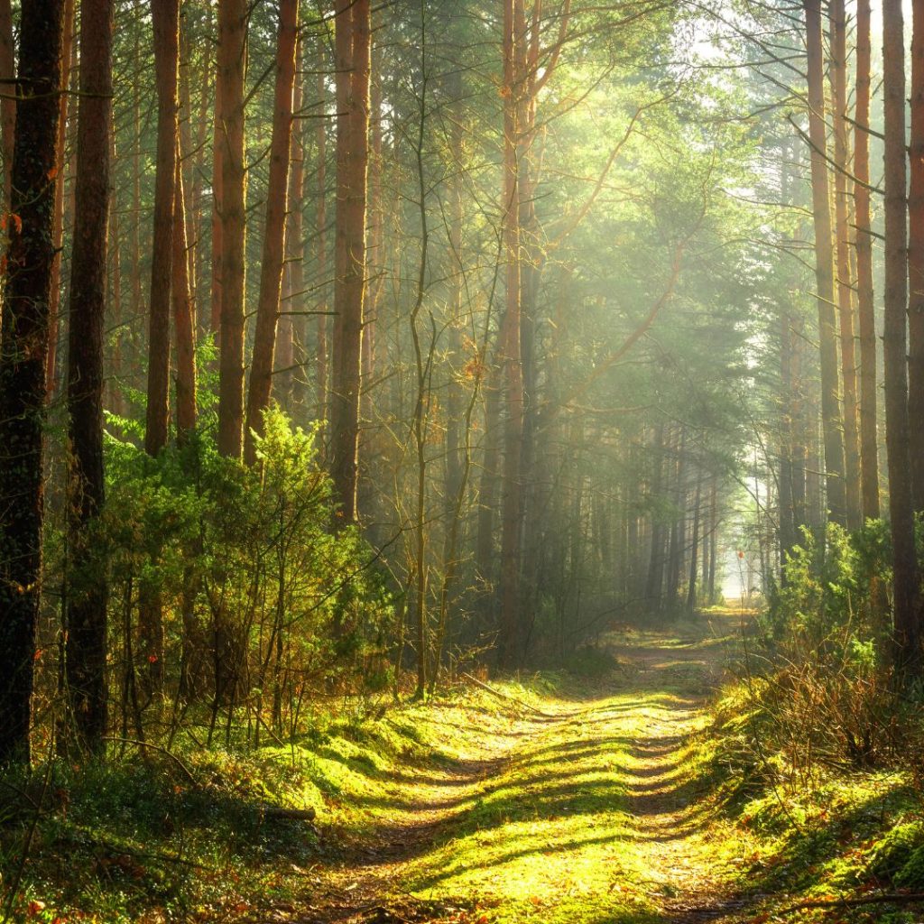 Conoce las Zonas de Riesgo de garrapatas